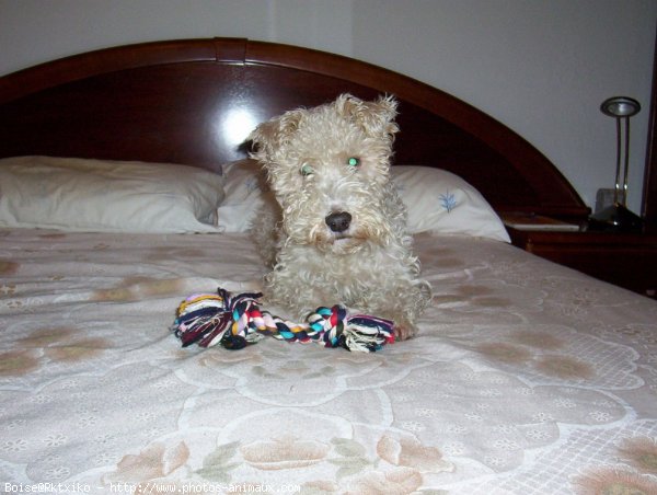 Photo de Fox terrier  poil dur