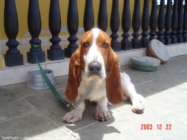 Photo de Basset hound