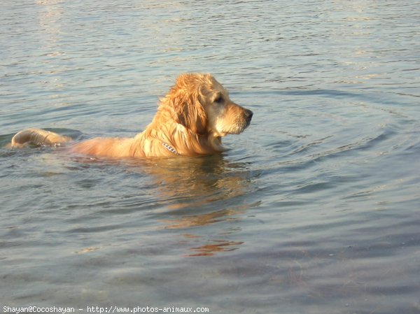 Photo de Golden retriever