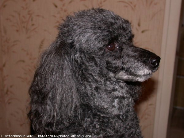 Photo de Caniche moyen