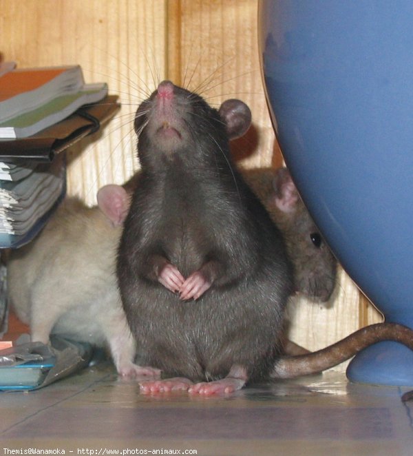 Photo de Rat