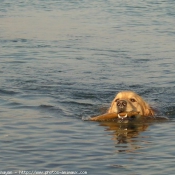 Photo de Golden retriever