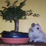 Photo de Hamster