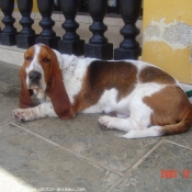 Photo de Basset hound