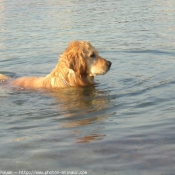 Photo de Golden retriever