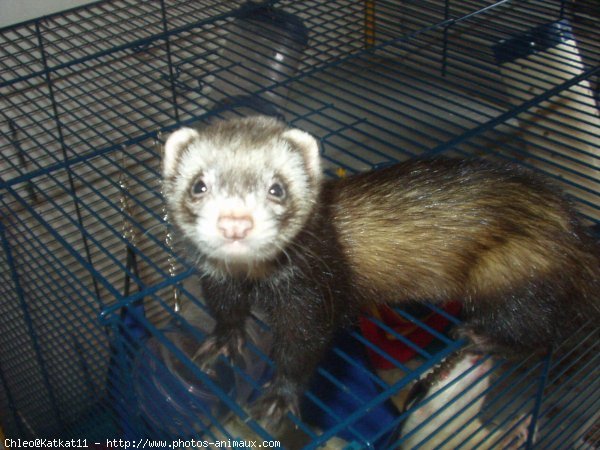 Photo de Furet