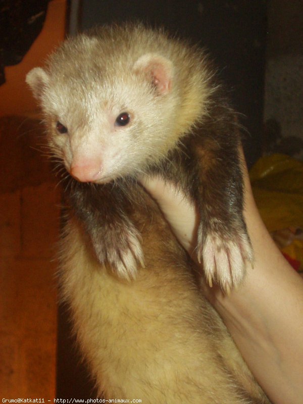 Photo de Furet