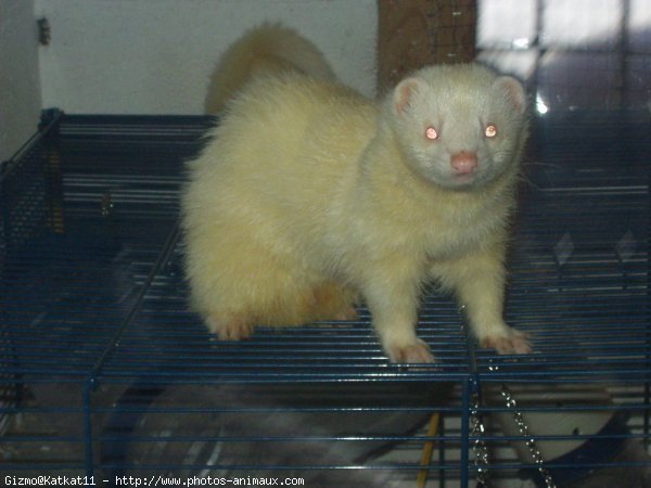 Photo de Furet