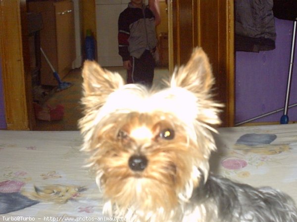 Photo de Yorkshire terrier