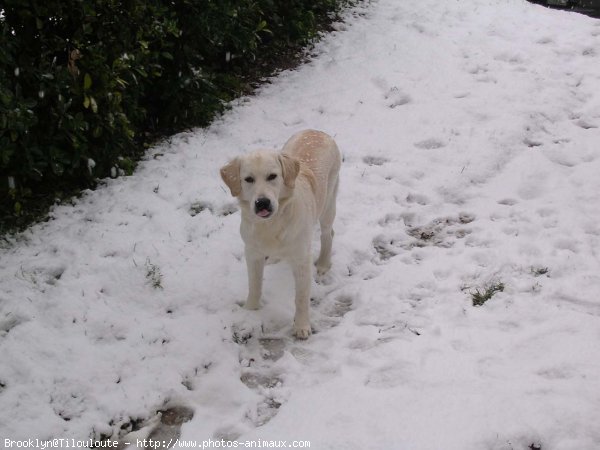 Photo de Golden retriever