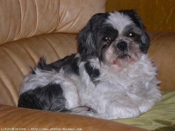 Photo de Shih tzu