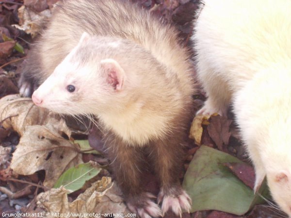 Photo de Furet