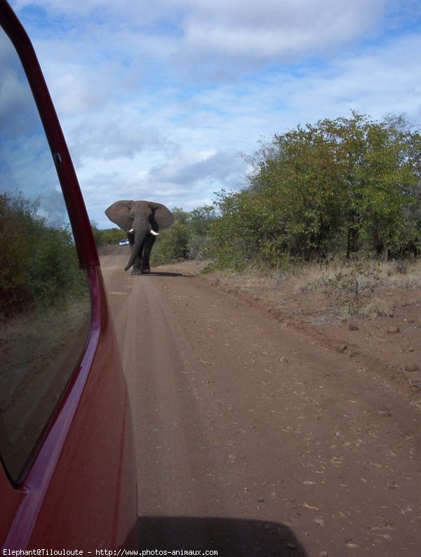 Photo d'Elphant d'afrique