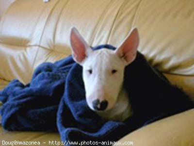 Photo de Bull terrier miniature