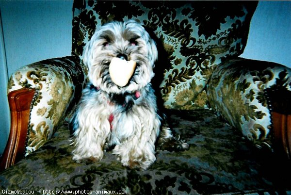 Photo de Yorkshire terrier