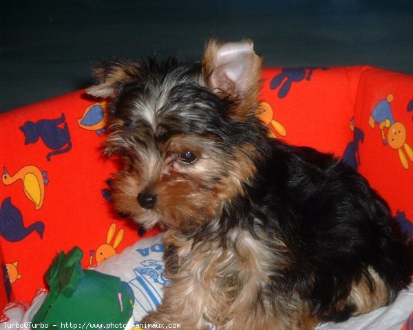 Photo de Yorkshire terrier