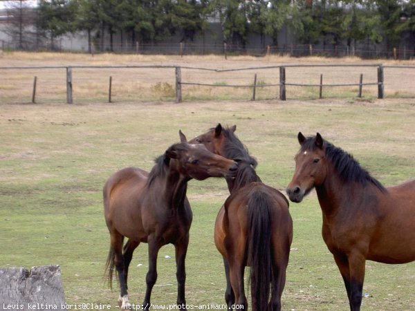 Photo de Races diffrentes