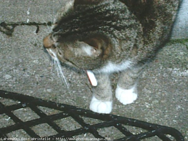 Photo de Chat domestique