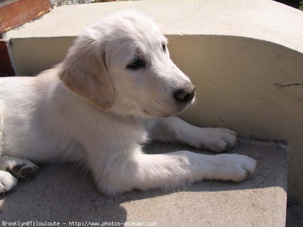 Photo de Golden retriever