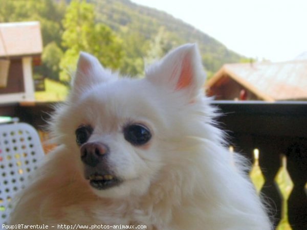 Photo de Spitz moyen