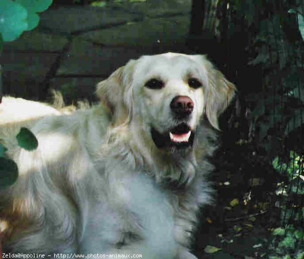 Photo de Golden retriever