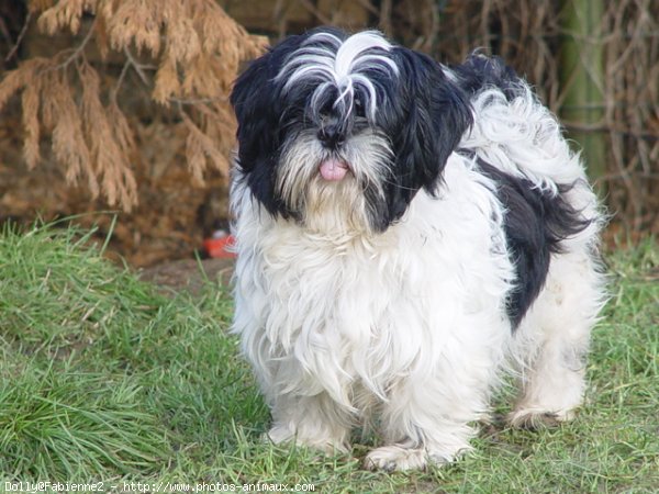 Photo de Shih tzu