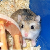 Photo de Hamster