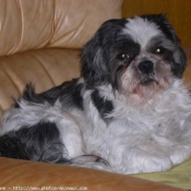 Photo de Shih tzu