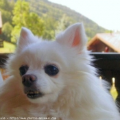 Photo de Spitz moyen