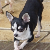 Photo de Chihuahua  poil court