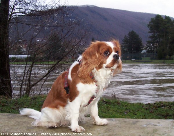 Photo de Cavalier king charles spaniel