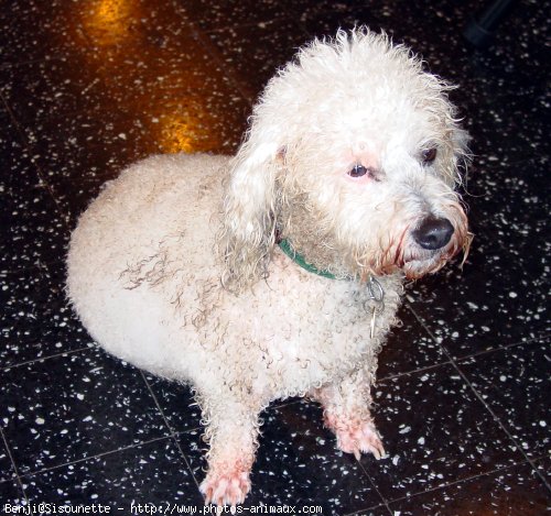 Photo de Coton de tulear