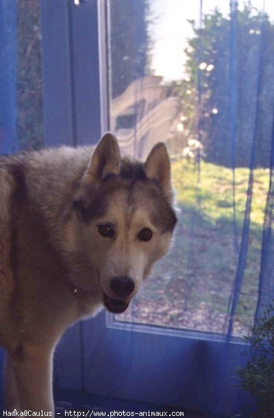 Photo de Husky siberien