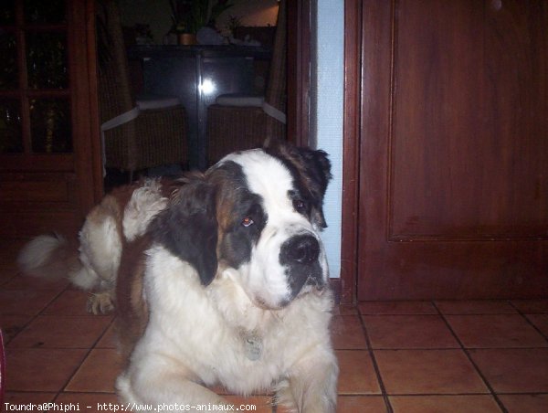 Photo de Saint-bernard poil long