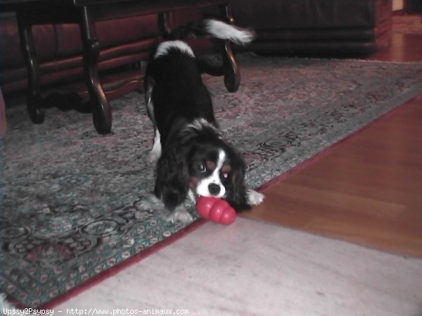 Photo de Cavalier king charles spaniel