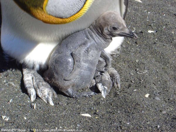 Photo de Pingouin