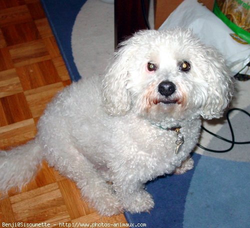 Photo de Coton de tulear