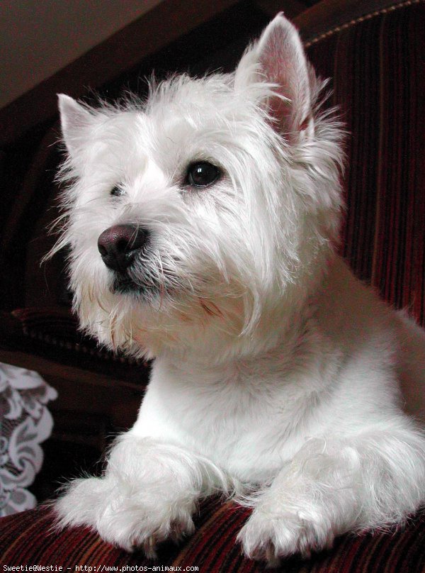 Photo de West highland white terrier