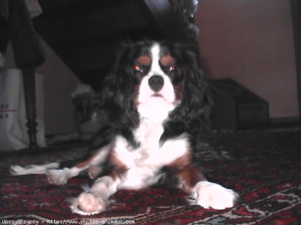 Photo de Cavalier king charles spaniel