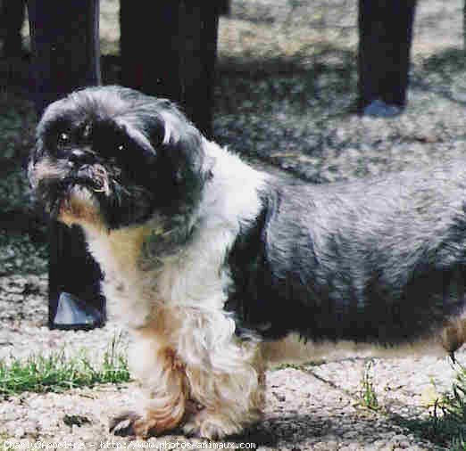 Photo de Shih tzu