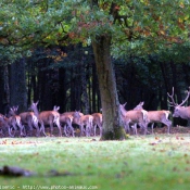 Photo de Cerf