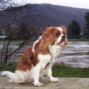 Photo de Cavalier king charles spaniel