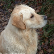 Photo de Golden retriever