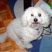 Photo de Coton de tulear