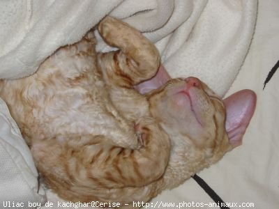 Photo de Cornish rex