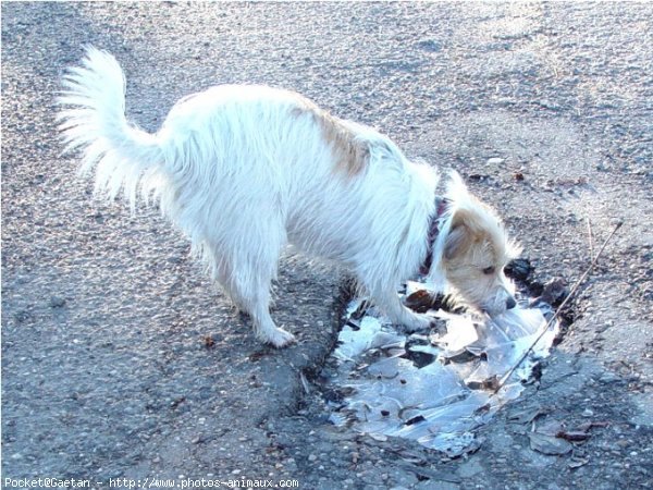 Photo de Jack russell terrier