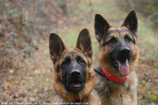 Photo de Berger allemand  poil court