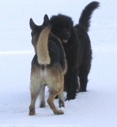 Photo de Chien de terre-neuve