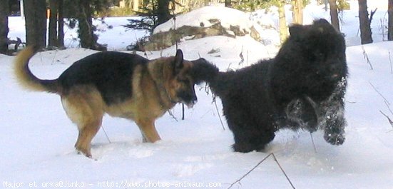 Photo de Chien de terre-neuve