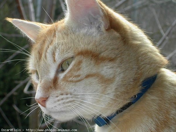 Photo de Chat domestique